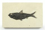 Detailed Fossil Fish (Knightia) - Wyoming #356783-1